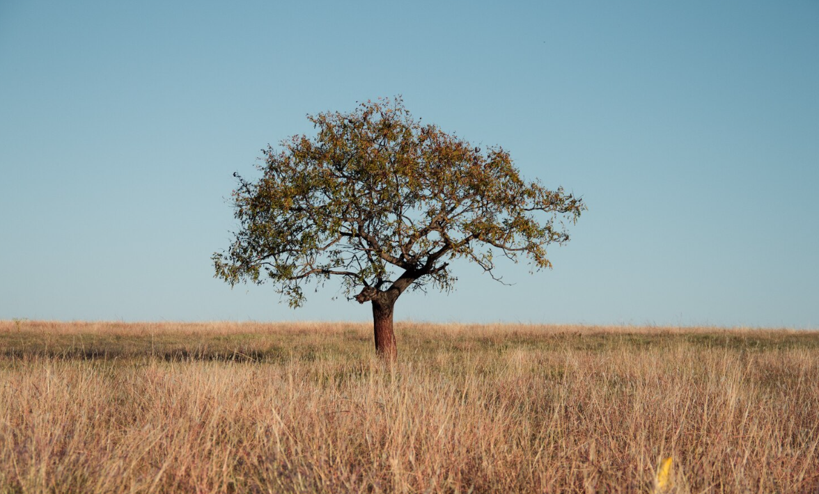 ghaf tree