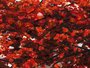 Polyptych “Golden Autumn”
