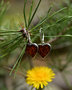 Silver earrings with amber "Hearts"