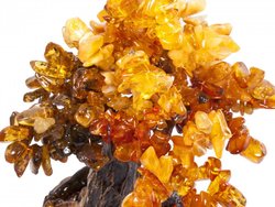 Amber tree