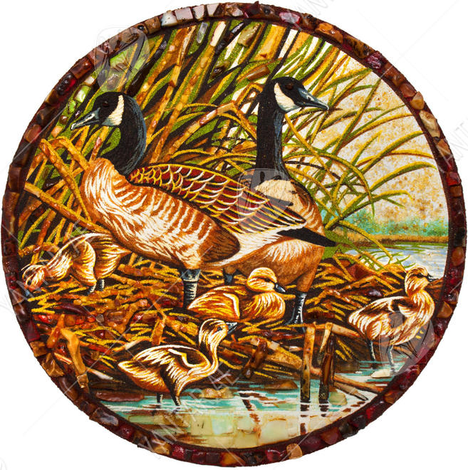 "Wild ducks with ducklings"